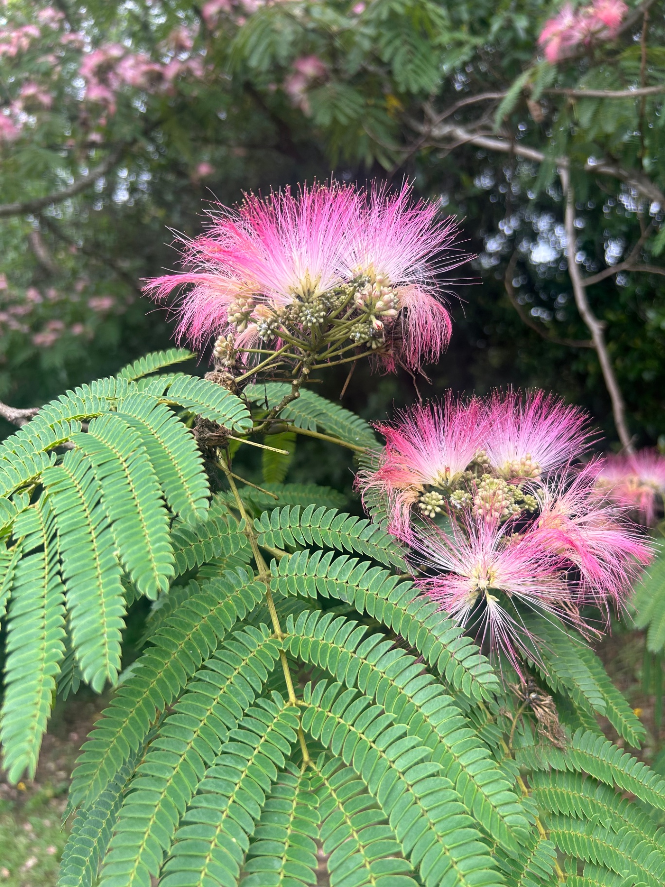 Mimosa in Bloom