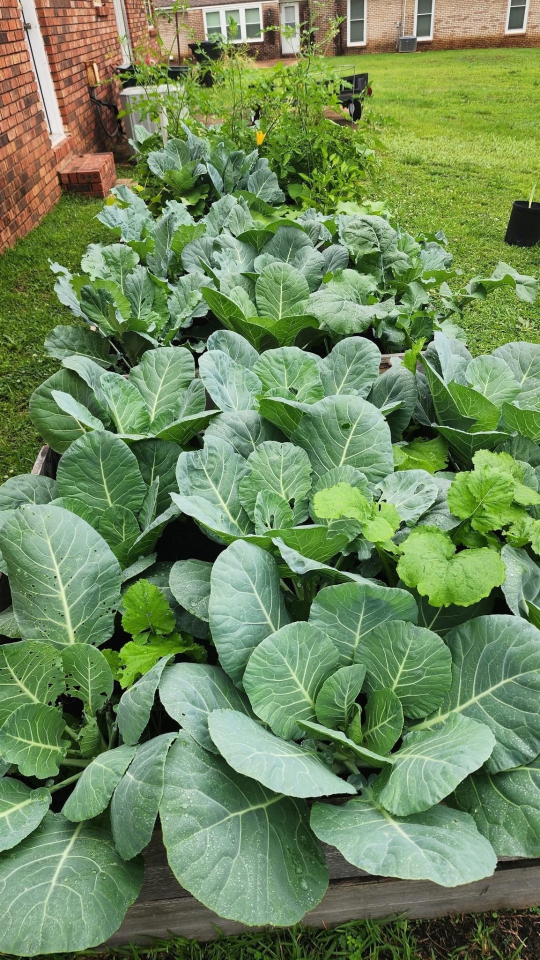 Raised Bed Collards