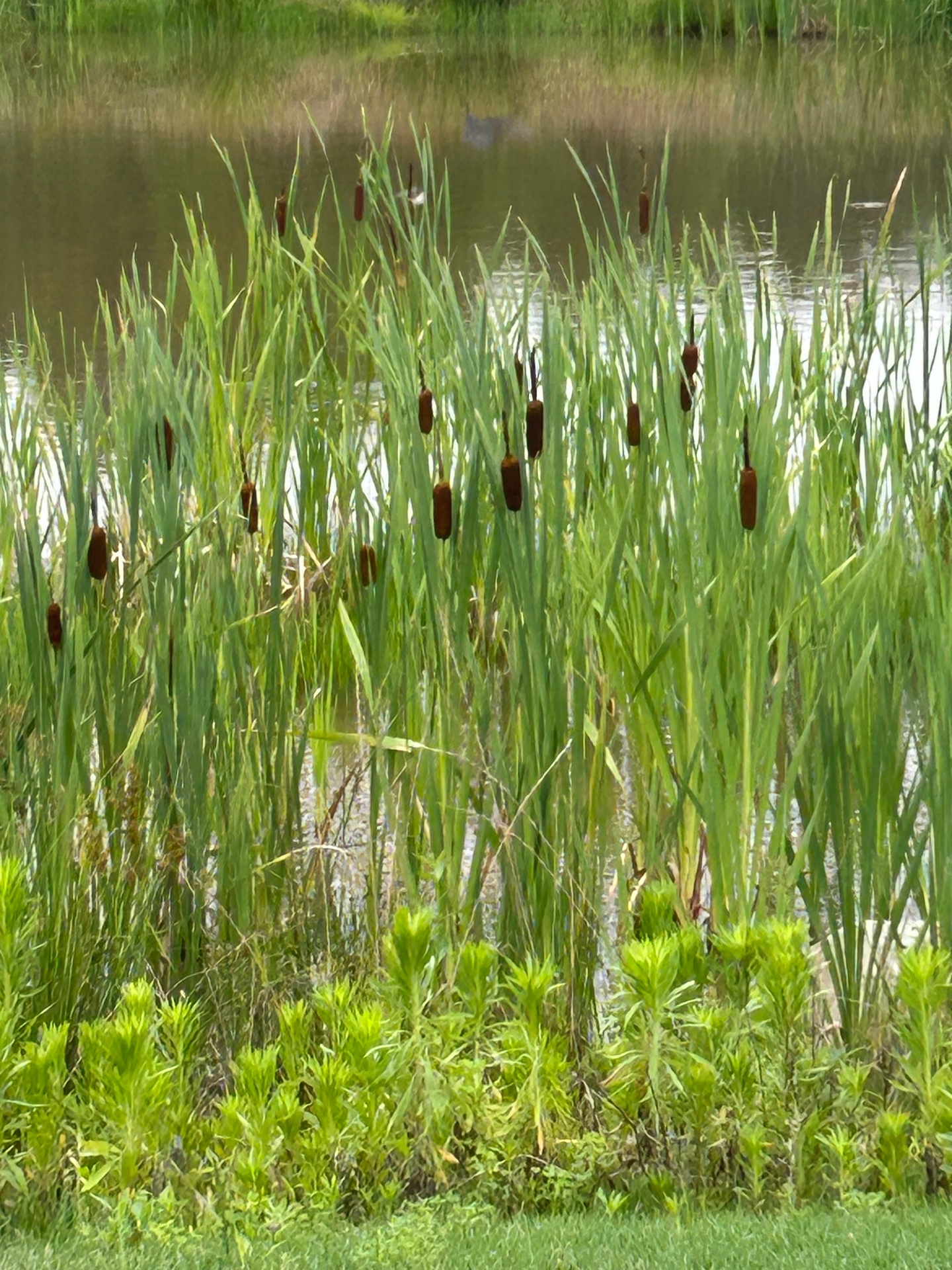 Wild Cattails