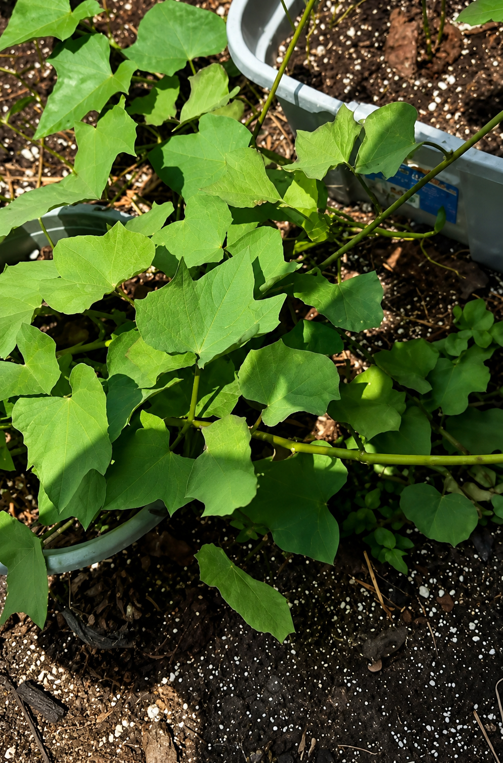 Sweet Potato Vines