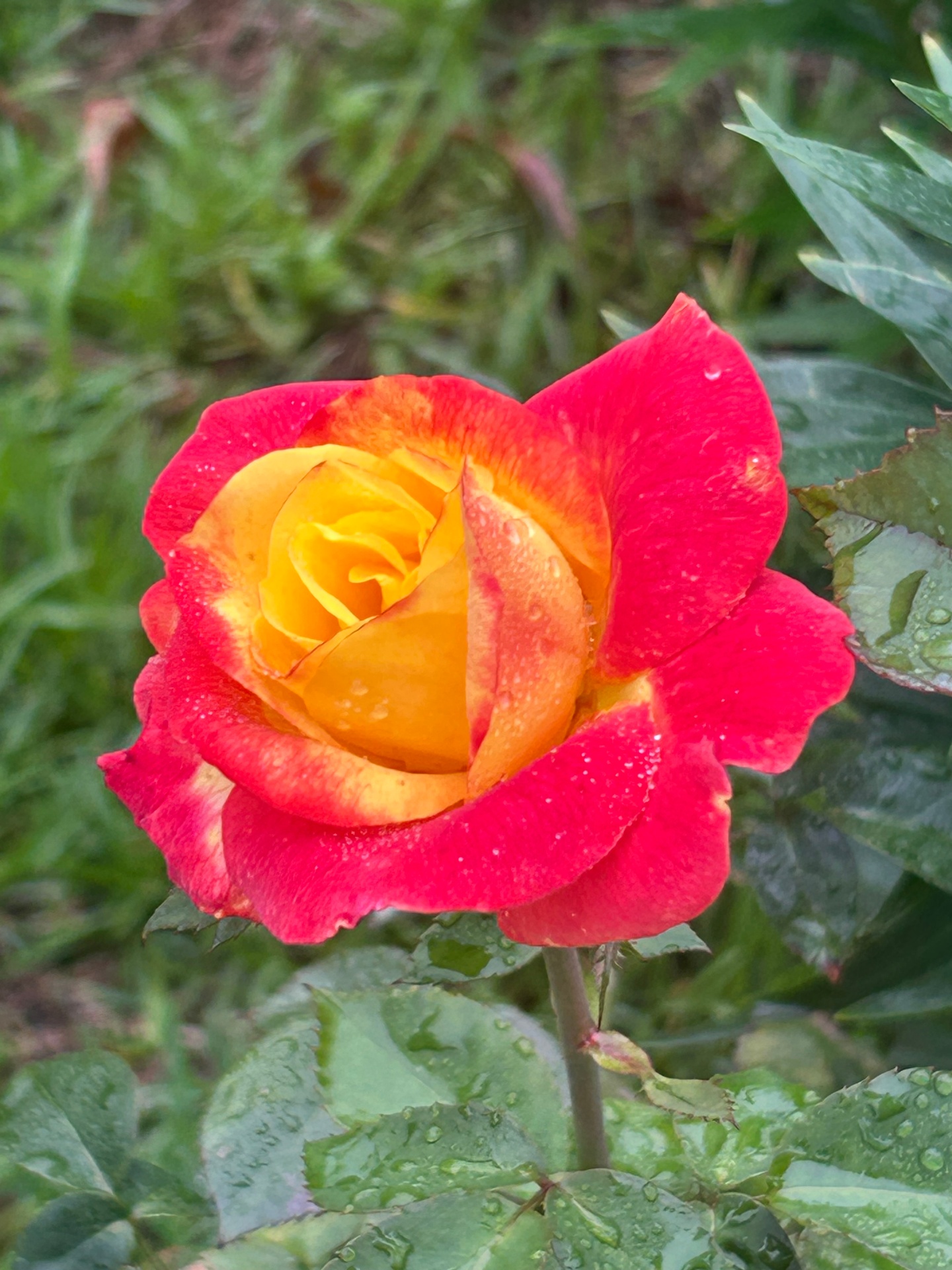 Garden Rose