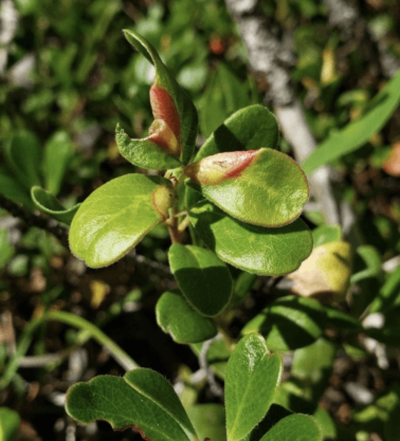 Uva Ursi (Bearberry)